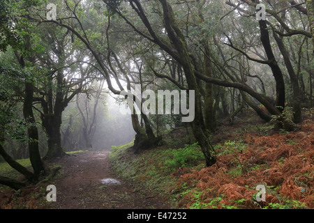 Las Haya, Spanien, Lorbeerwald im Nationalpark Garajonay auf La Gomera Stockfoto