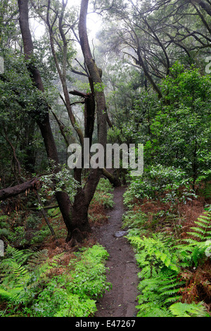 Las Haya, Spanien, Lorbeerwald im Nationalpark Garajonay auf La Gomera Stockfoto