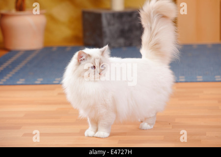 Heiligen Katze von Birma, Kater, Lilac-Tabby-Point, 1 1/2 Jahre | Birmakatze, Kater, Lilac-Tabby-Point, 1 1/2 Jahre Stockfoto