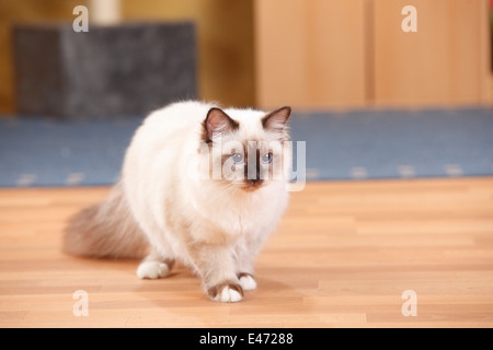 Heiligen Katze von Birma, Tomcat, Seal-Point, 6 Monate | Birmakatze, Kater, Seal-Point, 6 Monate Stockfoto