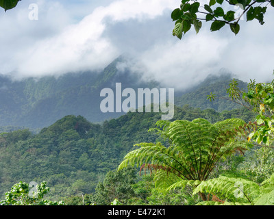 Am frühen Morgen Szene kurz nach Sonnenaufgang in das Naturschutzgebiet in der Nähe von Jalousie, St lucia Stockfoto