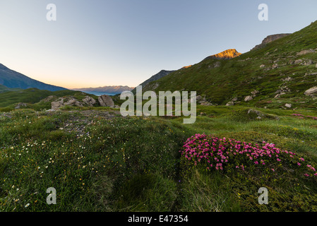 Großer Höhe Alpenlandschaft in der Morgendämmerung mit blühenden Rhododendren im Vordergrund. Stockfoto