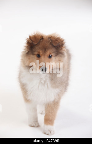 Sheltie, Welpe, 10 Wochen | Sheltie, Welpe, 10 Wochen Stockfoto