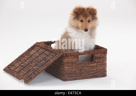 Sheltie, Welpe, 10 Wochen | Sheltie, Welpe, 10 Wochen Stockfoto