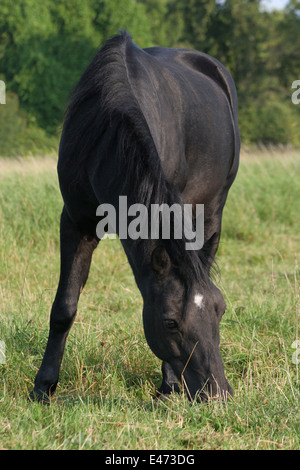 weidende Dartmoor Pony Stockfoto