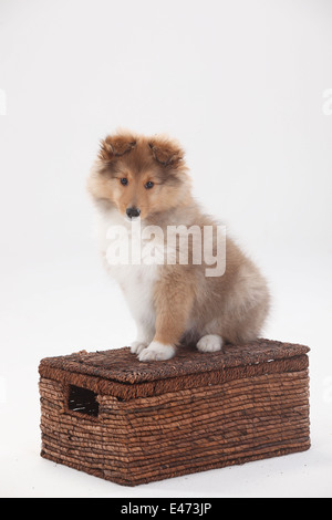 Sheltie, Welpe, 10 Wochen | Sheltie, Welpe, 10 Wochen Stockfoto