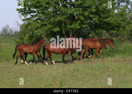 Herde von Pferden Stockfoto