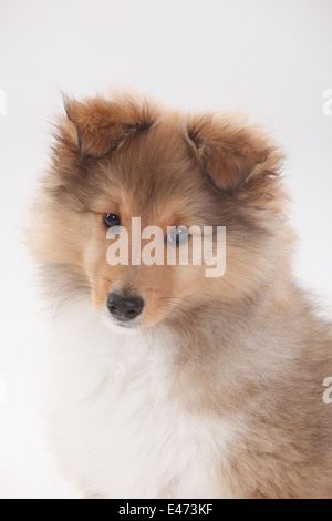 Sheltie, Welpe, 10 Wochen | Sheltie, Welpe, 10 Wochen Stockfoto