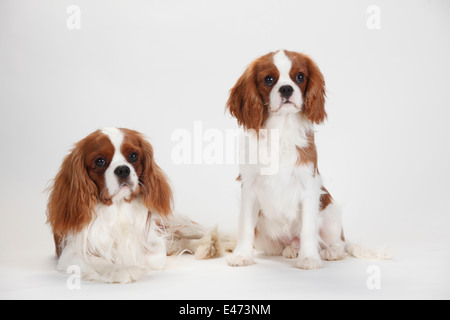 Cavalier King Charles Spaniel, Blenheim, Männlich, 1 Jahr und 6 Monate Stockfoto