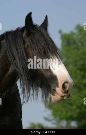 Irish Tinker-Portrait Stockfoto