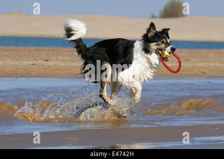 Border-Collie laufen Stockfoto