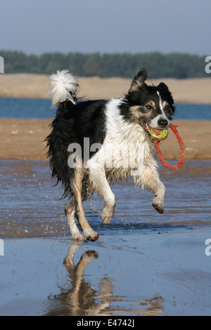 Border-Collie laufen Stockfoto