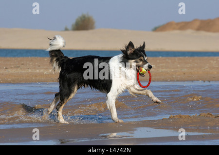 Border-Collie laufen Stockfoto