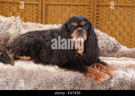 Cavalier King Charles Spaniel, neben | Cavalier King Charles Spaniel, Ruede, neben Stockfoto