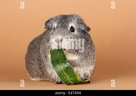 Guinea pig Stockfoto