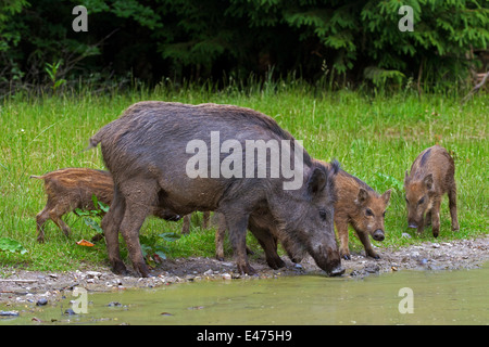 Wildschwein (Sus Scrofa) Sau mit Ferkeln Trinkwasser aus Teich im Wald Stockfoto