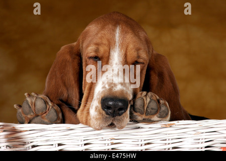 Basset in Korb Stockfoto