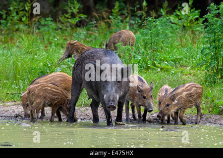 Wildschwein (Sus Scrofa) Sau mit Ferkeln Trinkwasser aus Teich im Wald Stockfoto