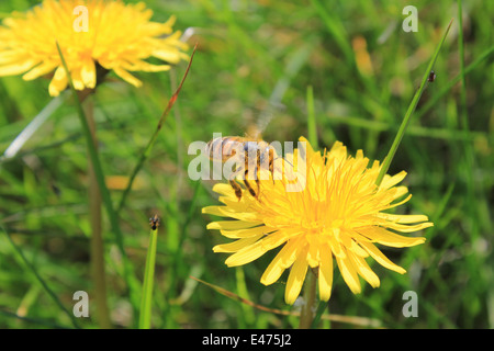 Eine Biene auf einer Löwenzahn sammeln Pollen in einer walisischen Wiese Stockfoto