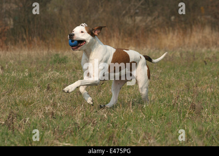 Amerikanischer Staffordshire-Terrier Stockfoto