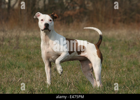 Amerikanischer Staffordshire-Terrier Stockfoto