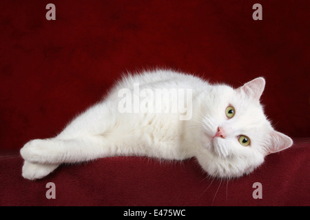 weiße Katze Stockfoto