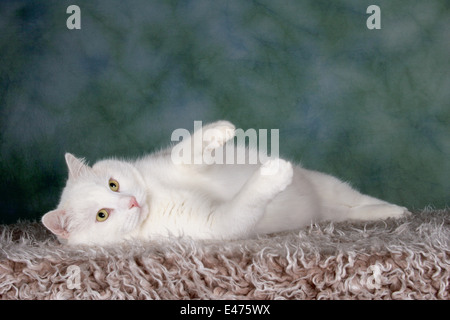 weiße Katze Stockfoto