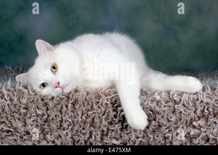 weiße Katze Stockfoto