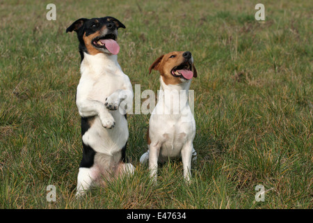 Jack Russell Terrier Stockfoto