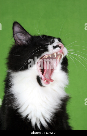 Norwegische Waldkatze Stockfoto