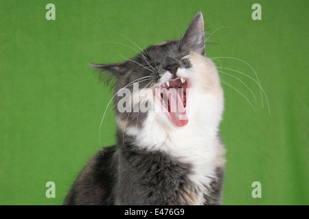 Norwegische Waldkatze Stockfoto