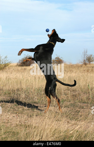 Doberman Pinscher Stockfoto