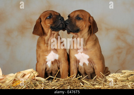 Bayerischen Sennenhund Stockfoto