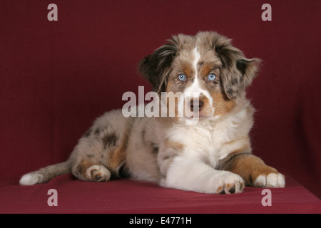 Miniatur Australian Shepherd Welpen Stockfoto