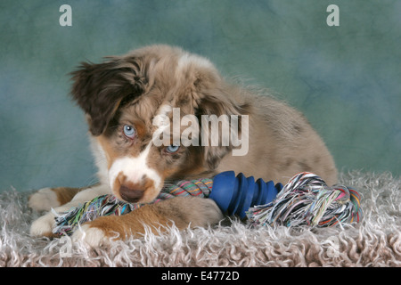 Miniatur Australian Shepherd Welpen Stockfoto