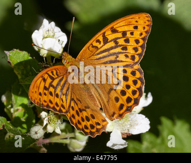 Silber-washed Fritillary Fütterung auf Bramble Blume. Bookham Common, Surrey, England. Stockfoto