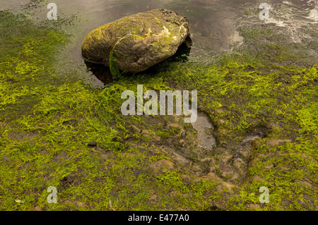 Dinosaurier-Fußabdruck in den Fels in Staffin Bay Stockfoto