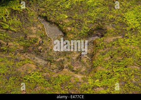 Dinosaurier-Fußabdruck in den Fels in Staffin Bay Stockfoto