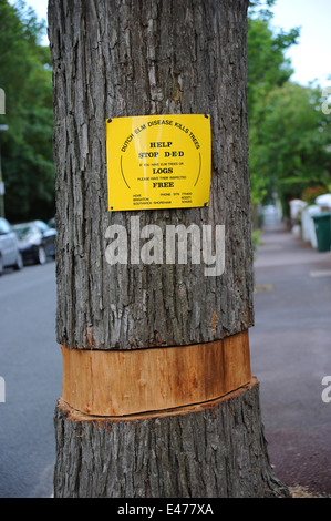 Eine Ulme in Queens Park Brighton für Ulmensterben kontrolliert worden ist Stockfoto