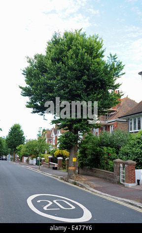 Eine Ulme in Queens Park Brighton für Ulmensterben kontrolliert worden ist Stockfoto