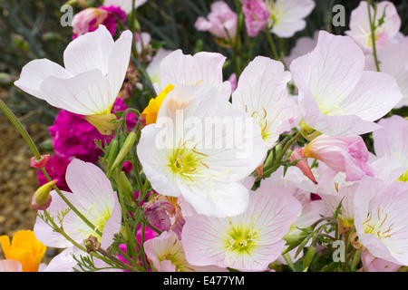 Blumen für die kurzlebige mehrjährige Nachtkerze Oenothera speciosa Stockfoto