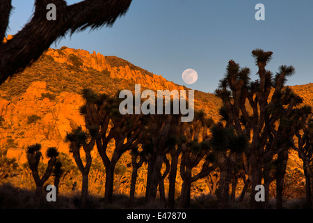 Mondaufgang, Joshua Bäume und Felsformationen, Joshua Tree Nationalpark, Kalifornien USA Stockfoto