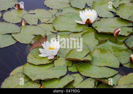 Weiße Seerosen und Dickten auf einem walisischen See Newr Nant-y-Moch, Ceredigion Stockfoto