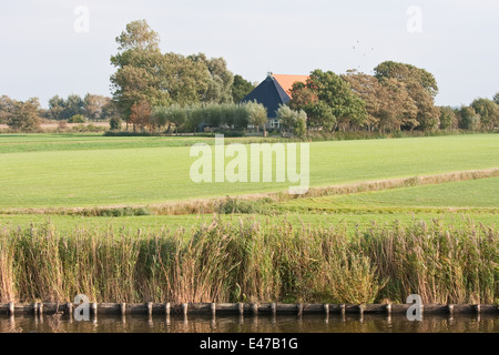 Typischen niederländischen Bauernhaus in den ausgedehnten Wiesen Stockfoto