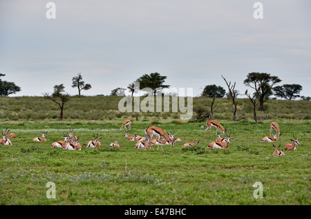 Herde Springböcke, Antidorcas Marsupialis, Kgalagadi Transfrontier Park, Kalahari, Südafrika, Botswana, Afrika Stockfoto