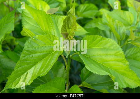 Maulbeerbaum Blatt bei Field, für Futtermittel Seidenraupe Stockfoto