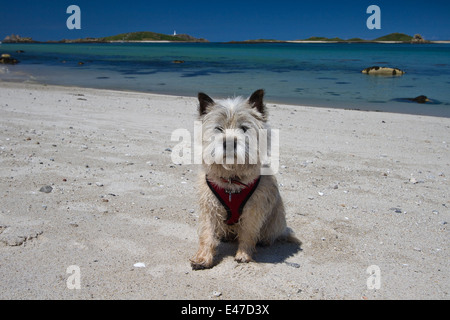 Ein Cairn-Terrier Hund am Strand, Isles of Scilly Tresco Stockfoto