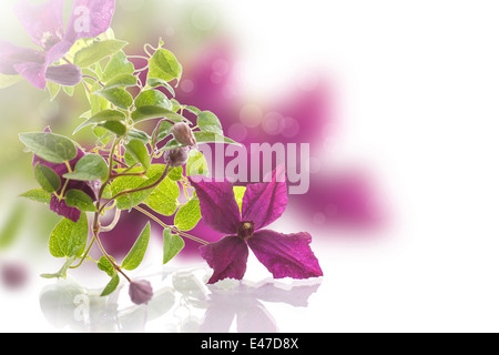 schöne blühende Clematis auf weißem Hintergrund Stockfoto