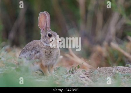 Wüste Cottontail Kaninchen (Sylvilagus Audubonii), Bosque del Apache National Wildlife Refuge, Socorro co., New Mexico, USA. Stockfoto