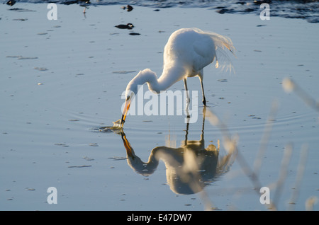 Silberreiher, (Ardea Alba), Angeln an der Bosque del Apacahe National Wildlife Refuge, Socorro co., New Mexico, USA. Stockfoto